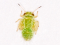 Psyllopsis fraxinicola